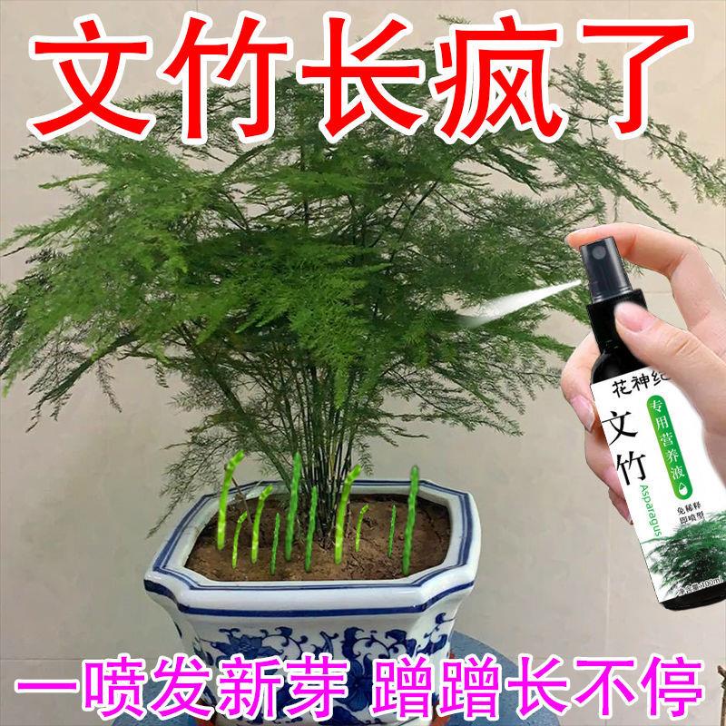 文竹专用肥营养液治叶子发黄枯瘦干尖烂根落叶促生长