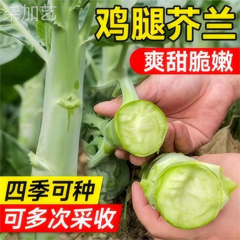 广东鸡腿芥兰菜种子四季蔬菜种孑甜脆芥菜芥蓝菜阳台盆栽春秋易植