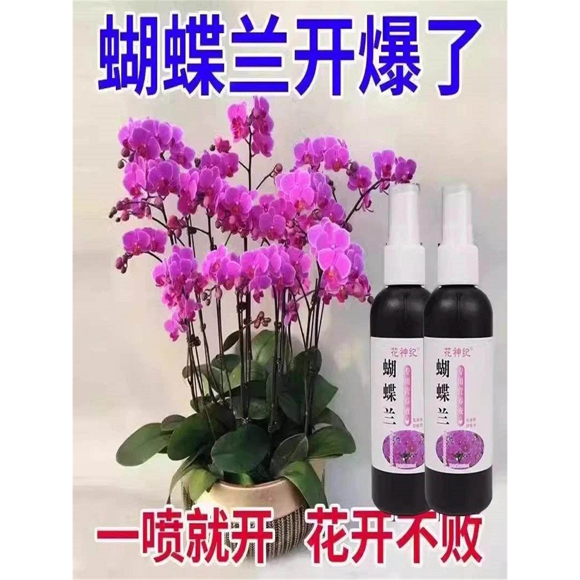 【爆箭王】蝴蝶兰专用营养液促花剑开花肥兰花盆栽免稀释专用肥料图片