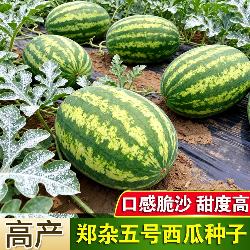 郑杂五号西瓜种子老品种花皮早熟水果超甜瓜果种籽种孑种籽8424籽