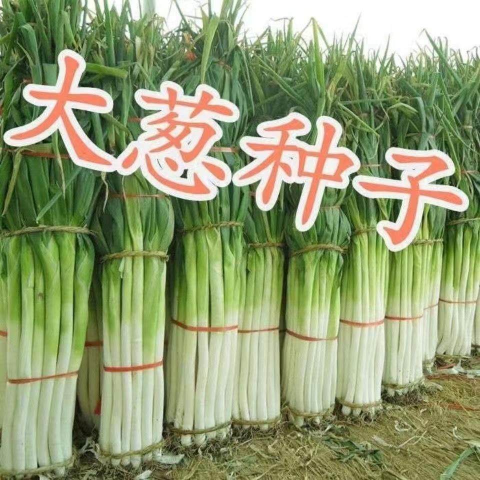 章丘大葱种子山东大葱种籽小葱铁杆大葱四季蔬菜种子高产抗病包邮