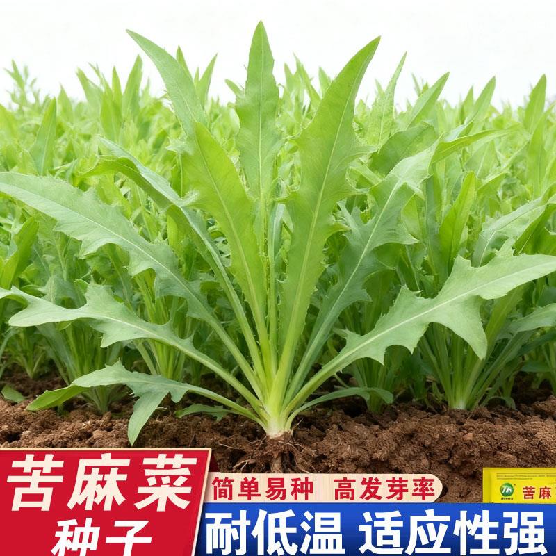 苦荬菜苦麻菜种子野苦菜取麻菜苦葛麻曲麻菜蔬菜种子苣苦麦菜种籽