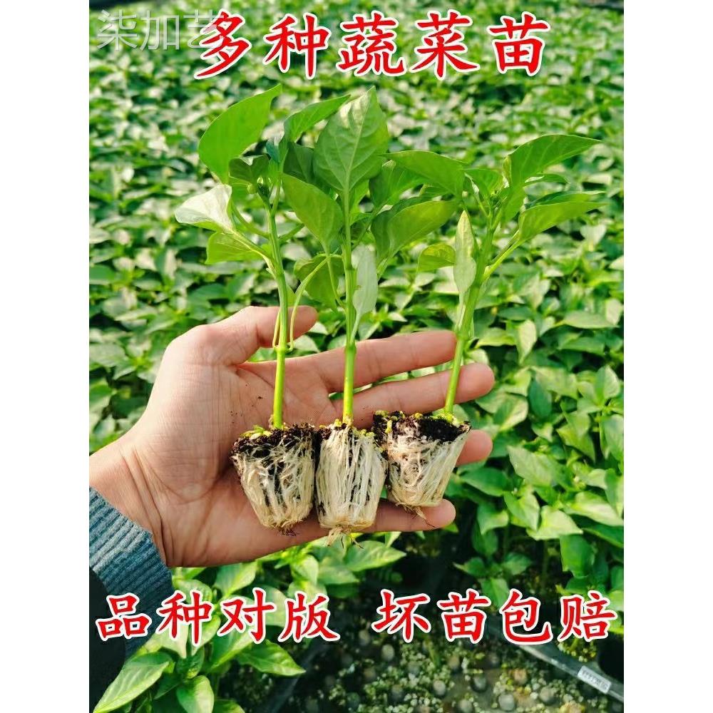 蔬菜苗辣椒苗秧苗番茄苗千禧圣女果苗黄瓜苗阳台盆栽西瓜茄子幼苗