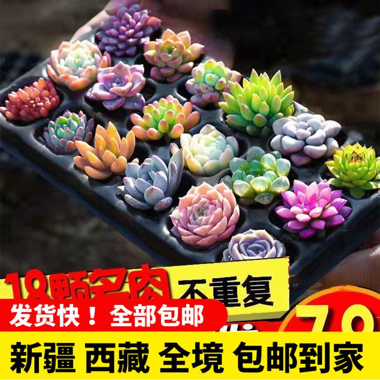 新疆西藏包邮多肉植物 小盆栽 豪华套装多肉组合桃蛋玉露绿植