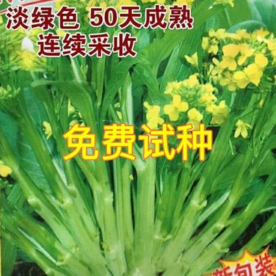 多子福甜菜心种芽连州籽秋季