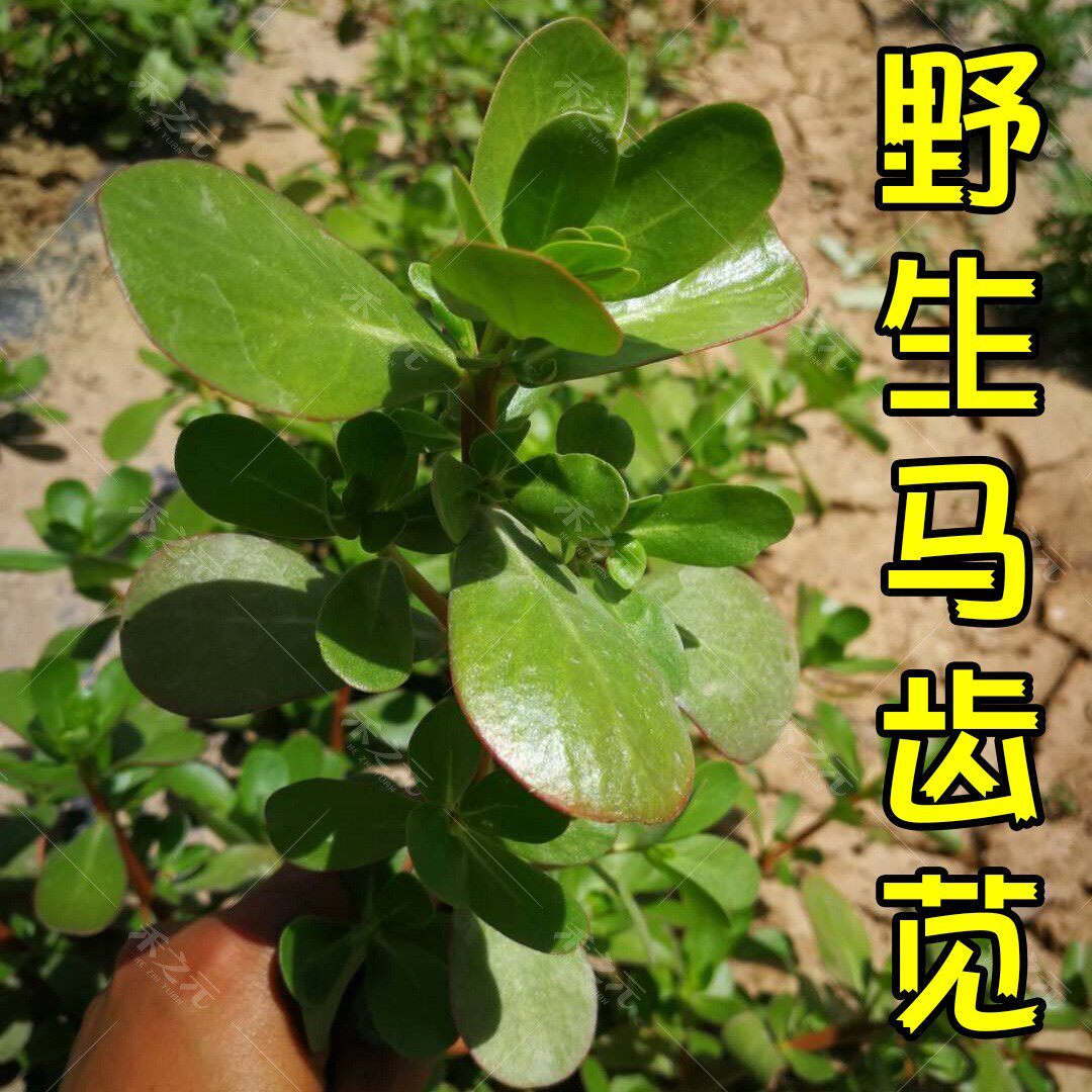 马齿苋种子农家种籽四季春季夏秋冬季种蔬菜种孑青菜盆栽野菜种籽