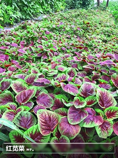 红苋菜种子籽汉菜夏季 耐高温四季 阳台种植青菜蔬菜籽疏菜种孑大全