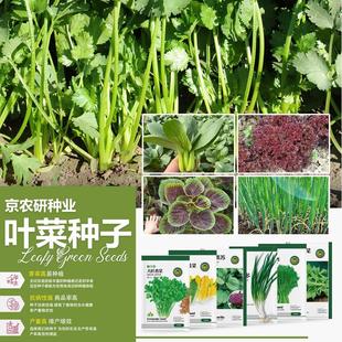 京农研叶菜类香菜韭菜小葱鸡毛菜茼蒿芝麻菜紫苏茴香易种蔬菜种籽