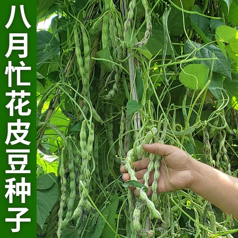 八月忙花皮豆角种子无筋架豆四季豆芸豆菜豆种籽春秋农家蔬菜种孑