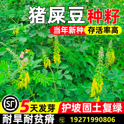 猪屎豆种子护坡固土草籽生态修复边坡复绿工程绿化耐贫瘠灌木种籽