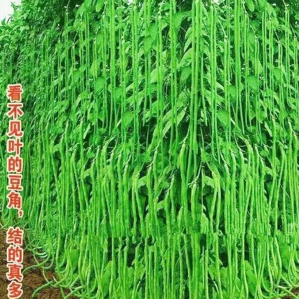 无筋特长豆角种子干枝梅四季豆角籽种长豇豆种子春季庭院蔬菜种子