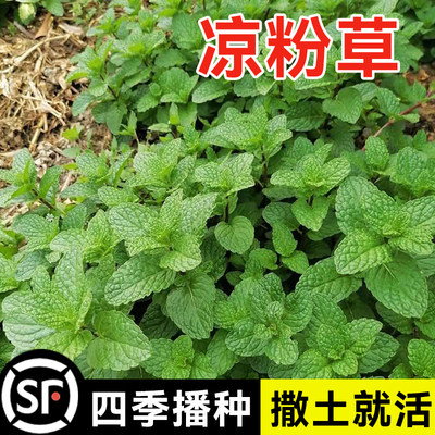 凉粉草种子特菜仙人冻尖萼