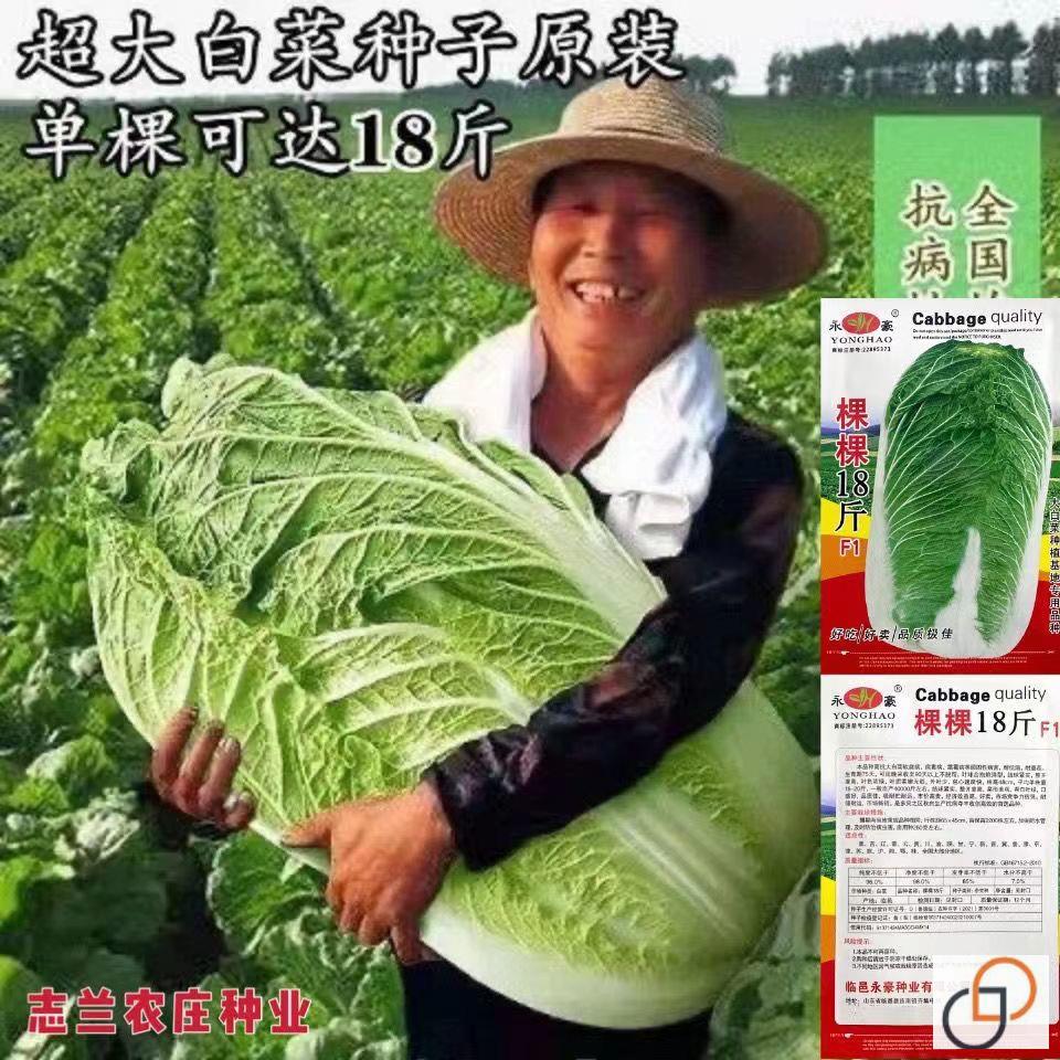 正宗十八斤大白菜的种子冬储