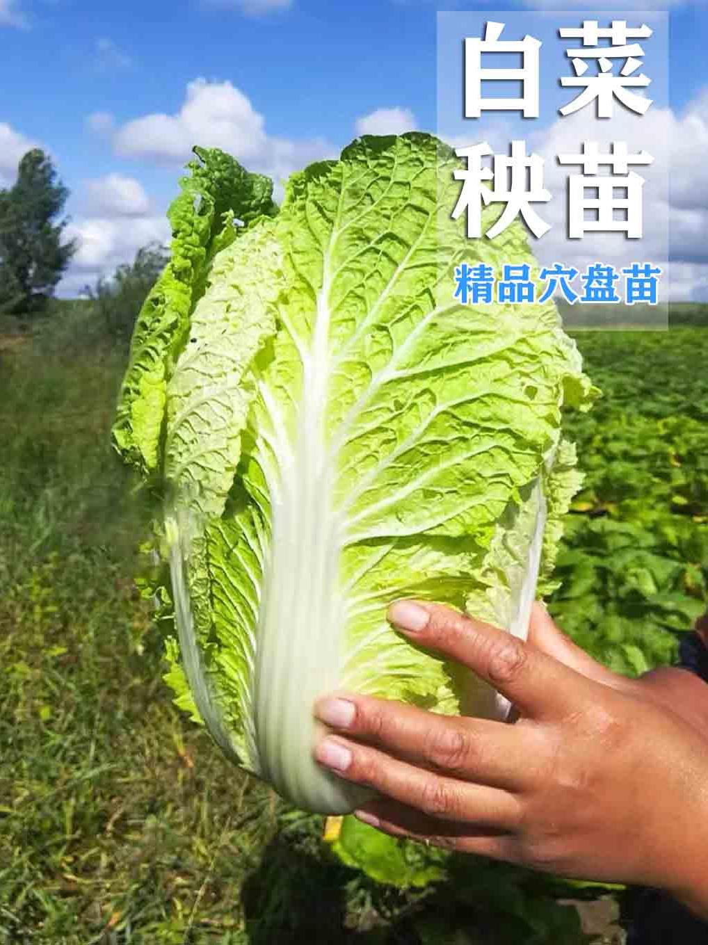 黄心大白菜种子白菜苗蔬菜秧苗白菜种孑四季秋冬耐寒大娃娃菜种籽