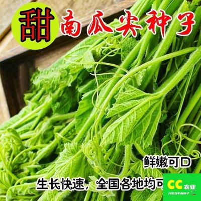 南瓜尖种子春秋香甜藤茎棚