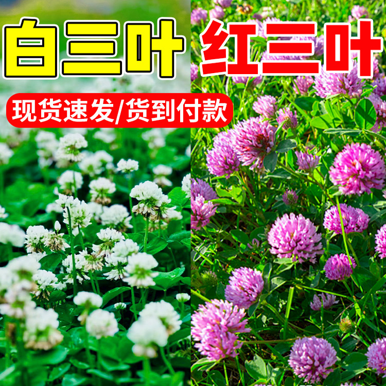 三叶草种子四季青草坪白三叶红三叶草籽果园绿肥四季播种牧草种籽