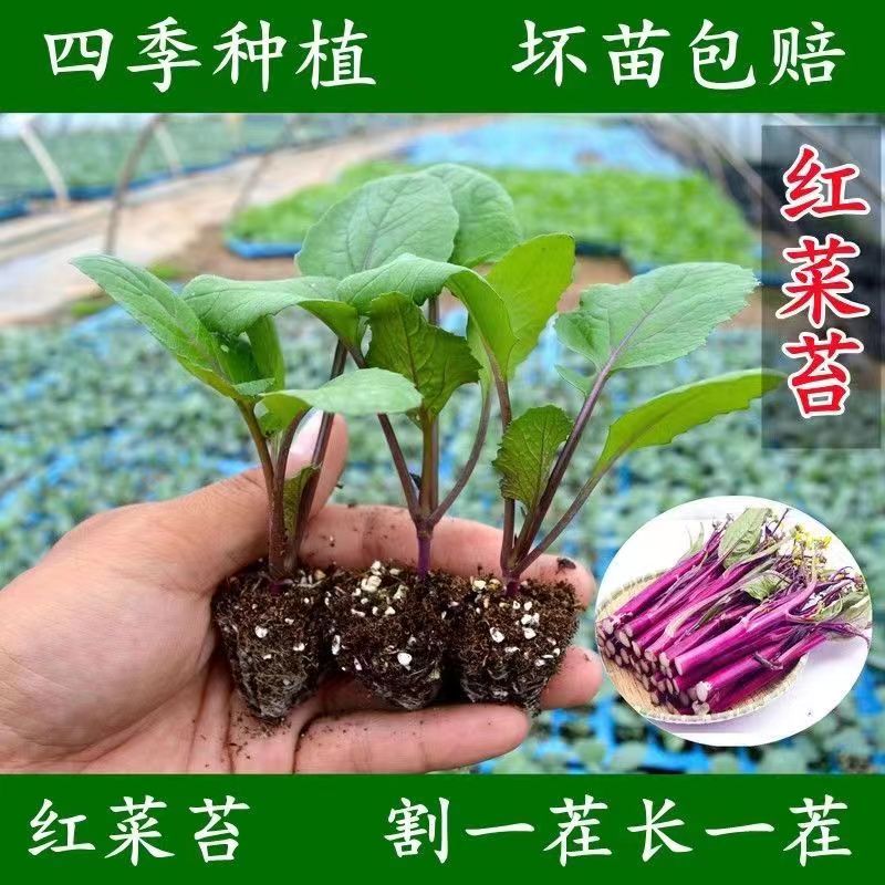 红菜苔秋冬蔬秧苗十月耐旱阳