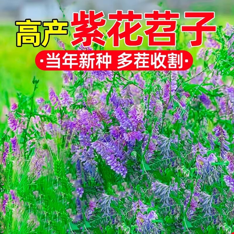 光叶紫花苕子草籽四季高产多年生毛苕子牧草种籽多茬收割绿肥种子