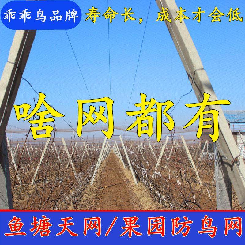 乖乖鸟尼龙防鸟网葡萄防鸟网枸杞防鸟网天网鱼塘养殖网果园防护网