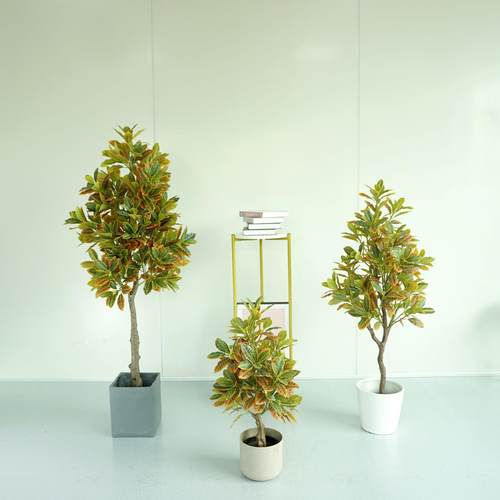 仿真变色木酒金榕手感叶假植物盆景酒店装饰造景小树室内落地摆件