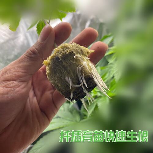 农用岩棉玫瑰扦插黄瓜番茄辣椒种植育苗块无土栽培基质农业替代土