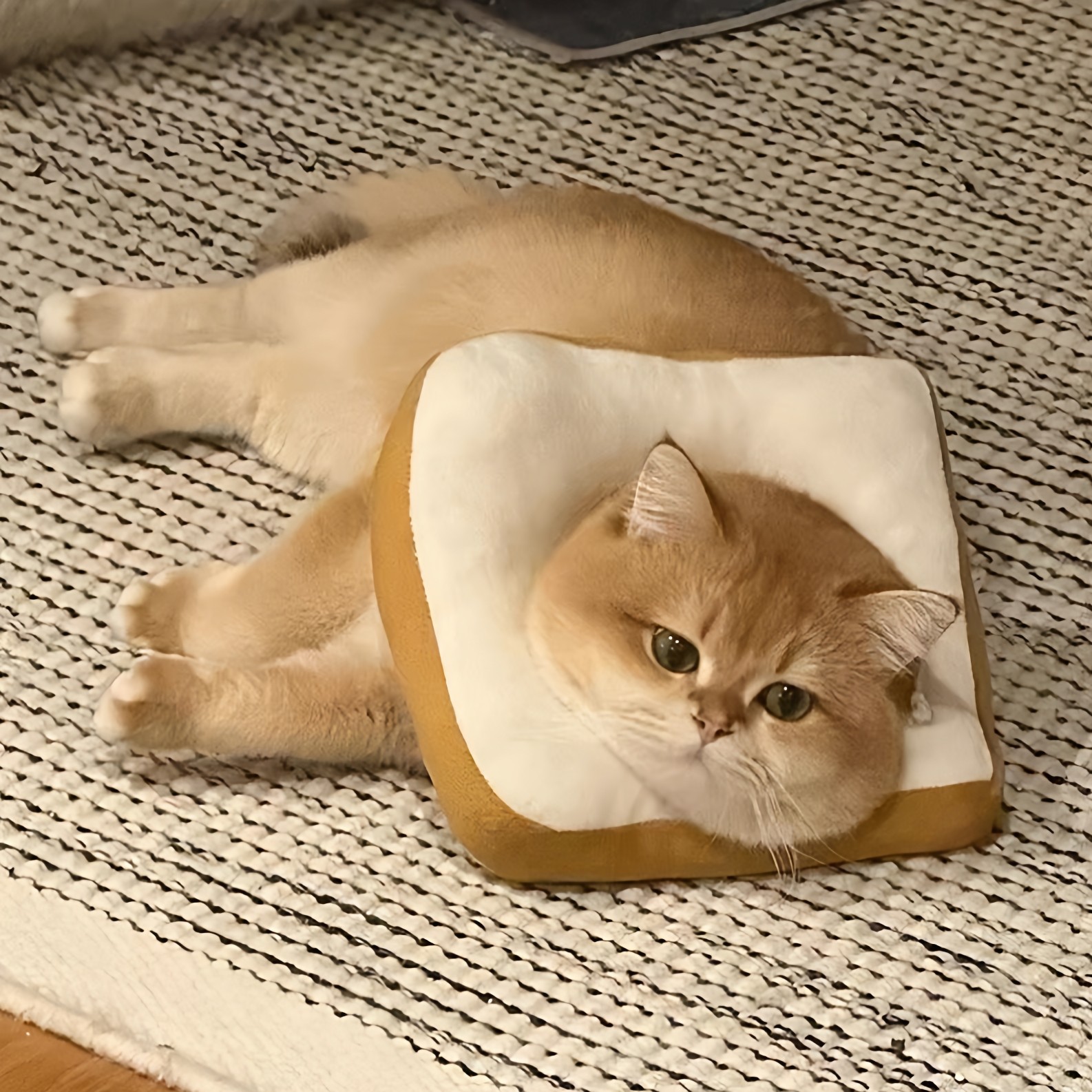 宠物猫圈伊丽莎白圈可爱猫脖圈狗防舔耻辱圈软头套面包圈绝育用品,宠物/宠物食品及用品,宠物伊丽莎白圈,淘宝优惠券,粉丝福利购,淘宝优惠卷