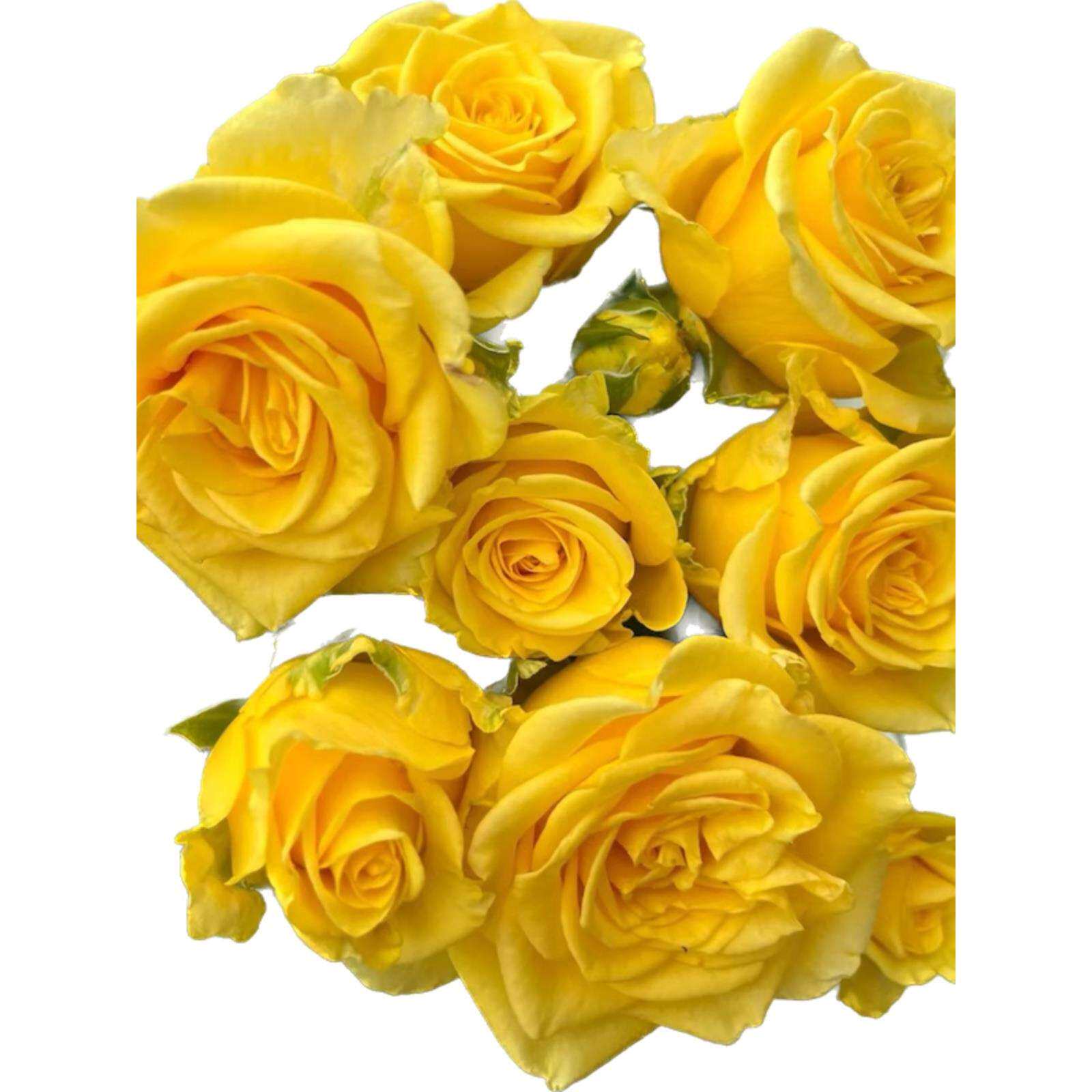 苏格兰黄油玫瑰花月季花苗浓香切花盆栽四季灌木庭院阳台花驱蚊虫