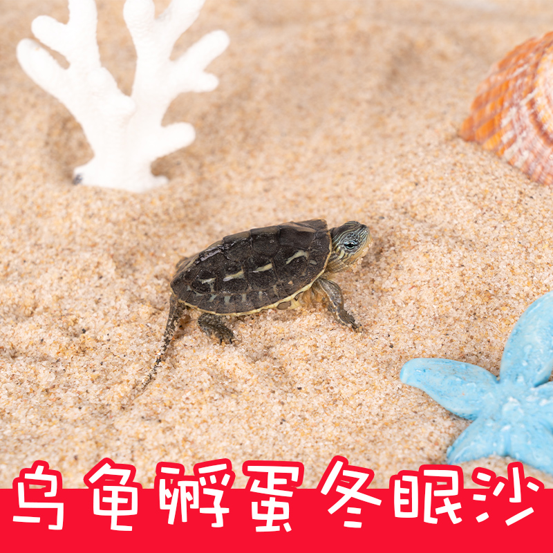 速发冬龟沙细河沙装龟乌眠产卵孵化下蛋鱼缸乌饰造爬沙子