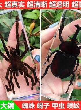 真实昆虫真虫甲虫蜘蛛锹甲天牛蝎子螳螂蜥蜴琥珀摆件