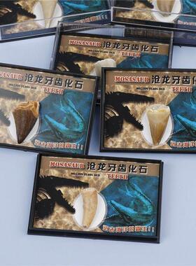 跨境货源天然海洋动物沧龙牙化石标本盒学生海洋科普教学材料