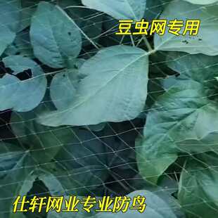 农用露天豆虫防鸟网豆丹专用防护网葡萄防鸟水稻试验田专用防护网