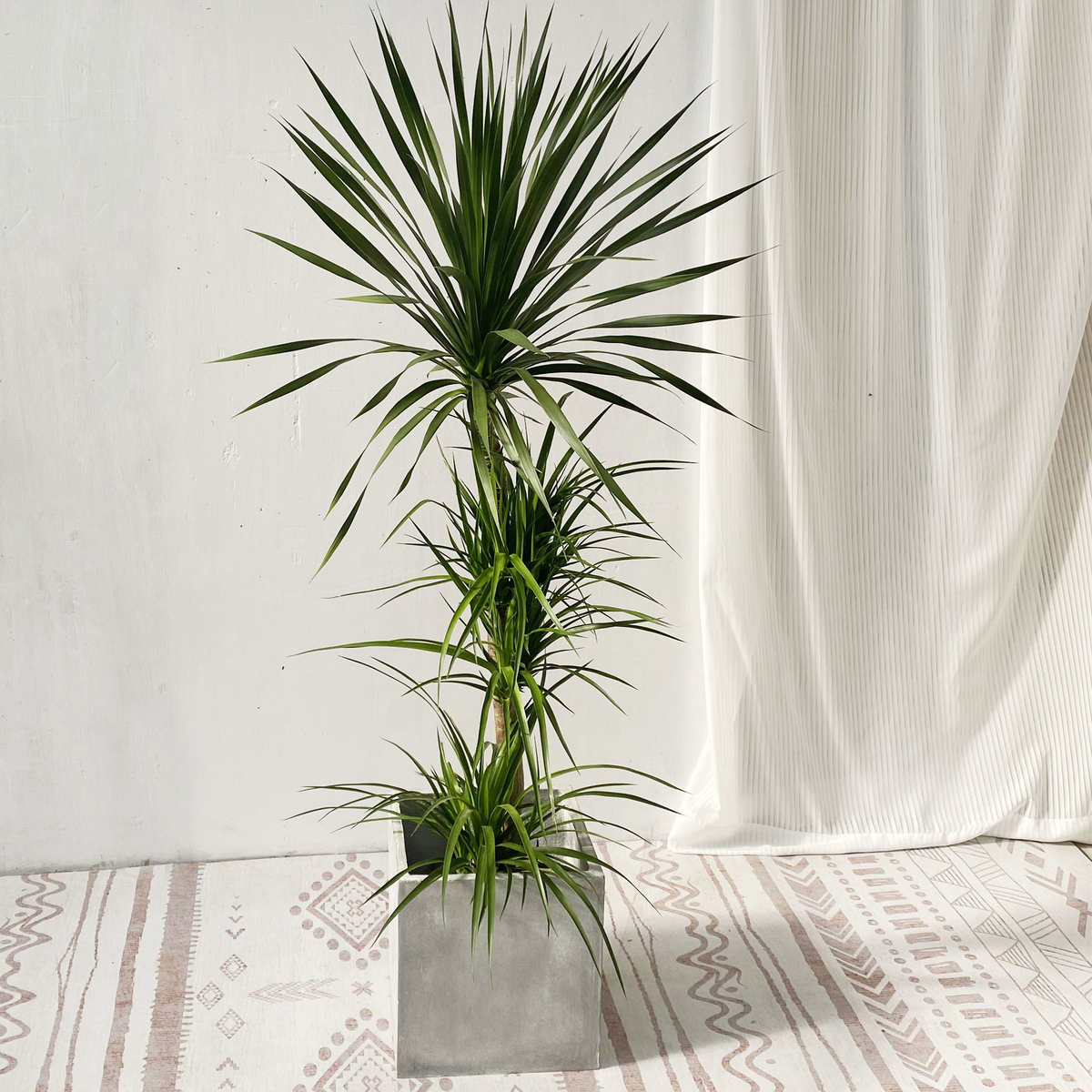 高杆植物,麻杆植物(第3页)_大山谷图库