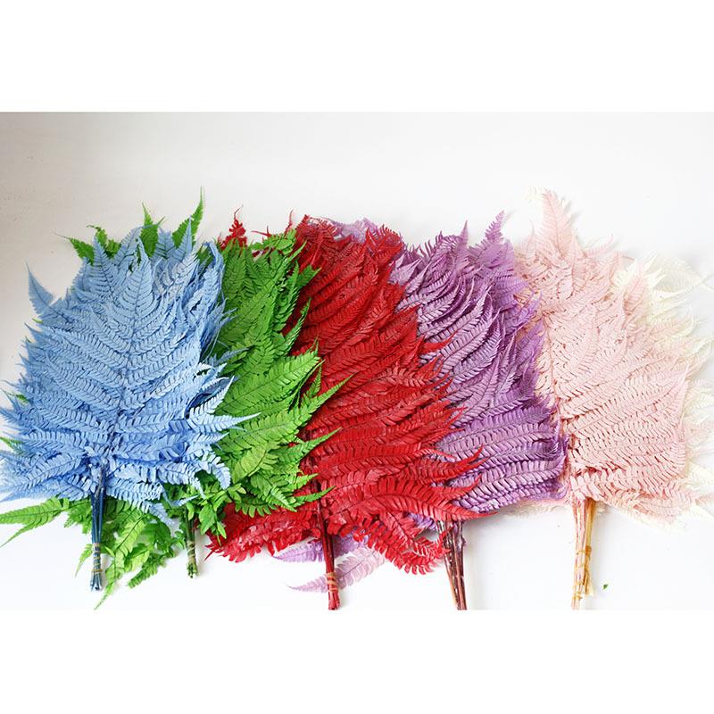 永生金钱蕨大蕨叶龙须草高山羊齿叶 DIY材料包香薰蜡烛工厂