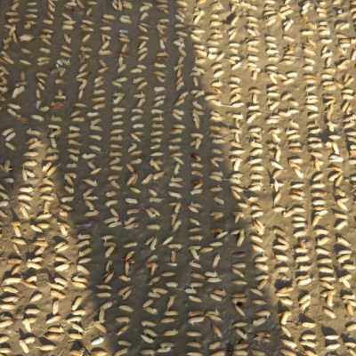 极速厂销销厂促播种n器水稻播种器机插秧播种育秧播种秧盘播种器