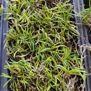 极速风兰 富贵兰 江西凤兰 上饶风兰 原种附生兰花 Y栀子花奶香浓