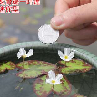极速迷你一叶莲带花苞微小型睡莲B水培植物根苗小叶水草浮萍龙骨