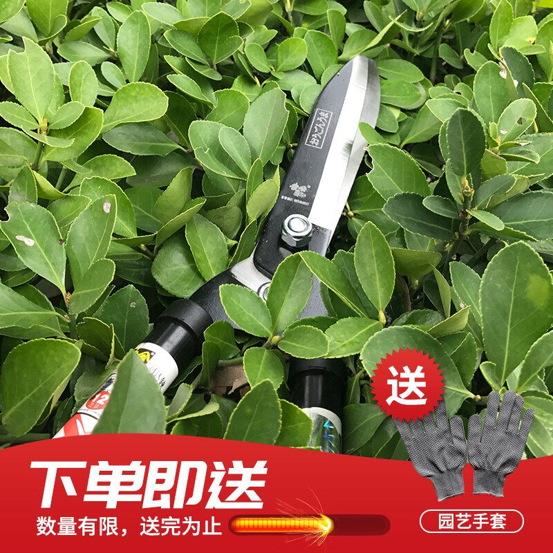 新品凯姿 KeAZZ长柄绿篱剪园艺剪枝剪绿篱修枝剪花草坪果树园林剪