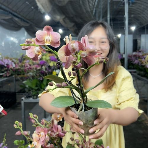 极速摩纳哥蝴蝶兰3J.0寸双梗一盆