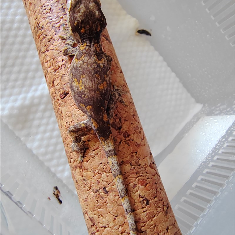 极速科普蜥蜴盖勾亚守宫新手入门守宫盖勾亚活体守宫盖.勾亚守宫