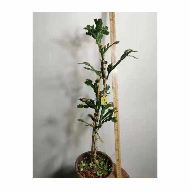 速发叶仙木麒麟嫁接蟹爪兰仙人球仙人指假昙花万能砧木云南清禾园