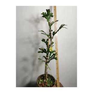 速发叶仙木麒麟嫁接蟹爪兰仙人球仙人指假昙花万能砧木云南清禾园