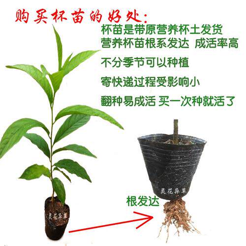 新品盆栽黄花倒水莲杯苗观音串倒吊黄黄花远志倒吊V黄吊水莲苗倒