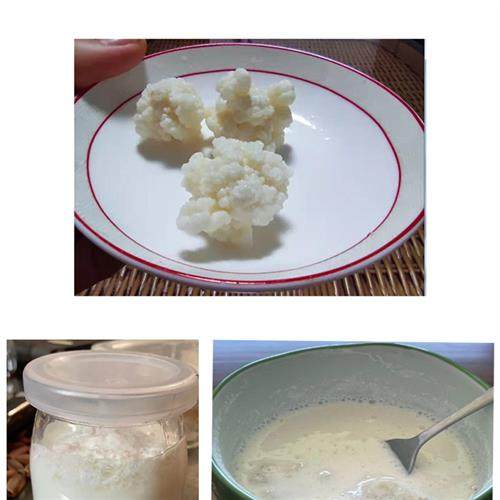 极速开菲尔菌种非雪莲藏灵菇自制酸奶发酵豆浆椰浆大X颗粒母种不