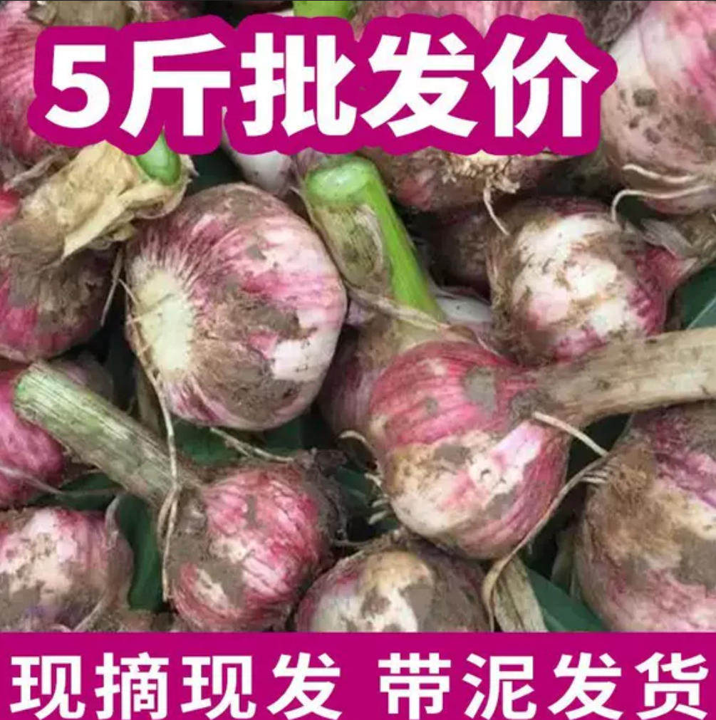 2026年 新鲜大蒜头 现挖新蒜河南大蒜腌制糖醋蒜嫩蒜子 杞县大蒜