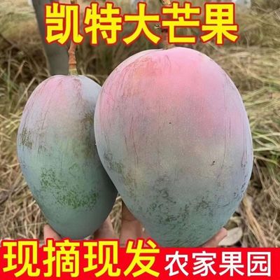 四川凯特芒果新鲜10斤芒果水果新鲜当季香甜凯特芒特大凯攀枝花
