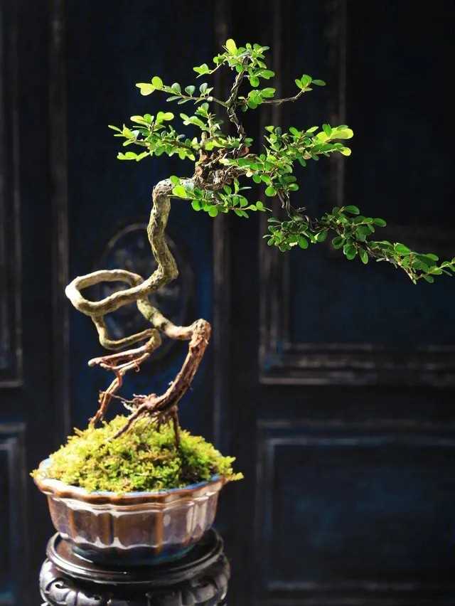 母老鸦柿 黑骨茶 清香木 羊蹄甲 黄栌 杜鹃 杂木类盆景素材老桩