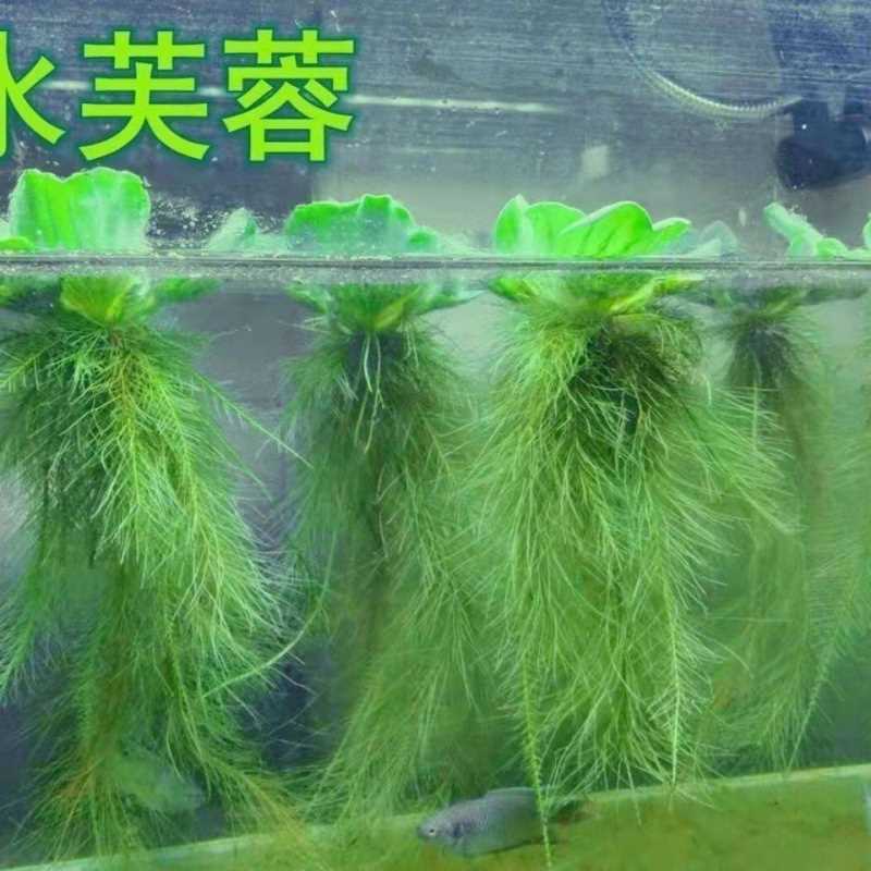 水芙蓉浮萍水草鱼缸造景一叶莲净化水质养龟养鱼水池水生植物K619