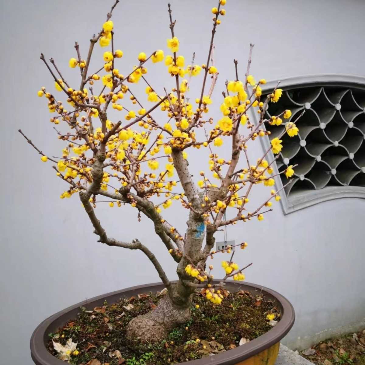 浓香腊梅花树苗盆栽精品红梅耐寒花卉植物室内外阳台花苗盆景老桩