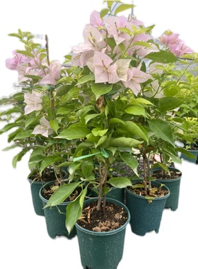 极速娇娇家 粉天使 三角s梅  勤花大花品种 原盆原土带盆载好 阳