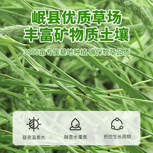 极速提摩a西草干草兔子牧草豚鼠荷兰猪幼兔吃的草料食用饲料兔粮
